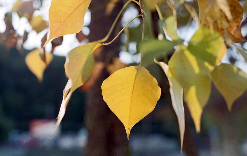 Chinese tallow tree