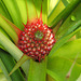 Pineapple in bloom