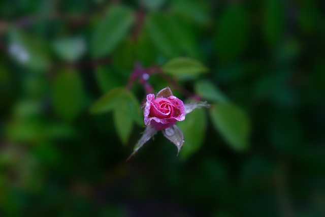 In my garden