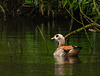Egyptian goose