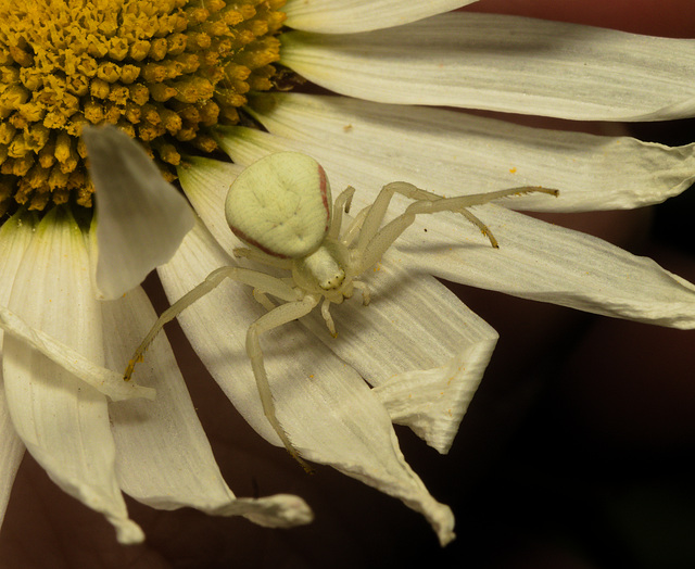 EF7A9880 Crab Spider-2