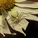 EF7A9880 Crab Spider-2