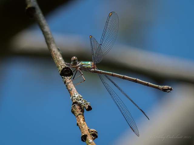 Willow Emerald Damselfly