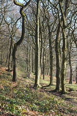Shire Hill Wood path by the Snake Pass
