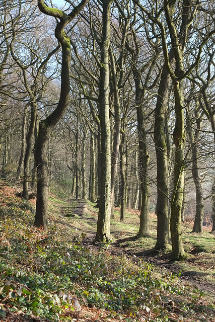 Shire Hill Wood path by the Snake Pass