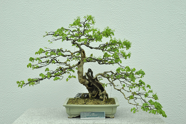 bonsai-90yr-DSC 0665 V2