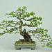 bonsai-90yr-DSC 0665 V2