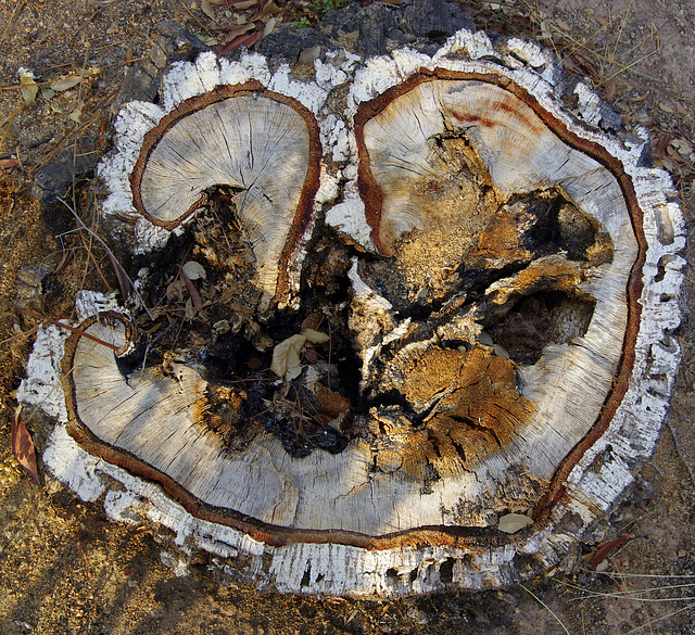 Cork Oak Stump