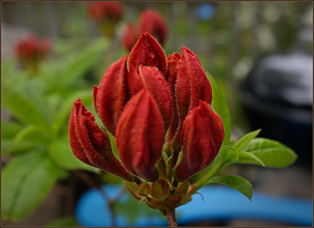 Azalea opening