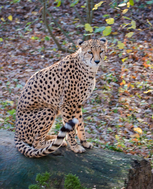 Cheetah posing (2)