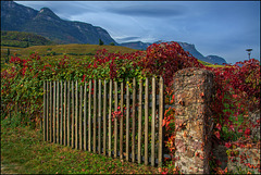 In den Weinbergen Südtirols