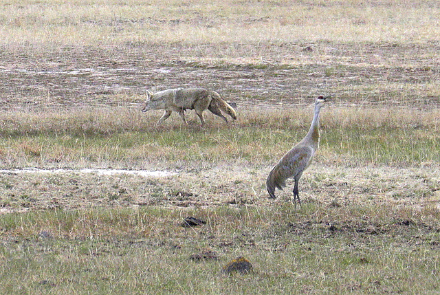 Coyote and Sandhill Crane