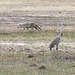 Coyote and Sandhill Crane