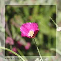 California Poppy dark pink 28 5 2020