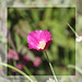 California Poppy dark pink 28 5 2020