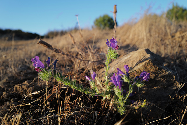 Echium plantagineum, late survivor