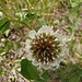 Weißklee (Trifolium repens)