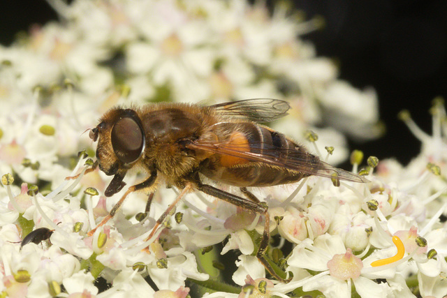 EF7A9865 Hoverfly-3