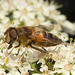 EF7A9865 Hoverfly-3