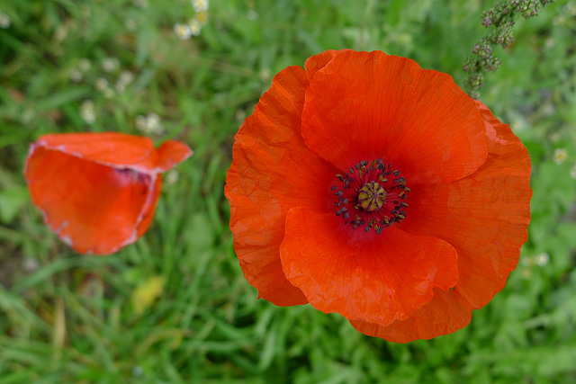 Klatschmohn