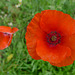 Klatschmohn