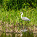 Grey heron