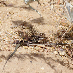 Tyrrhenian Wall Lizard