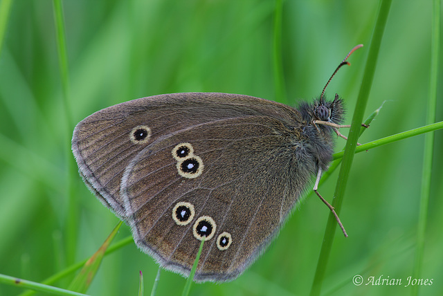 Ringlet