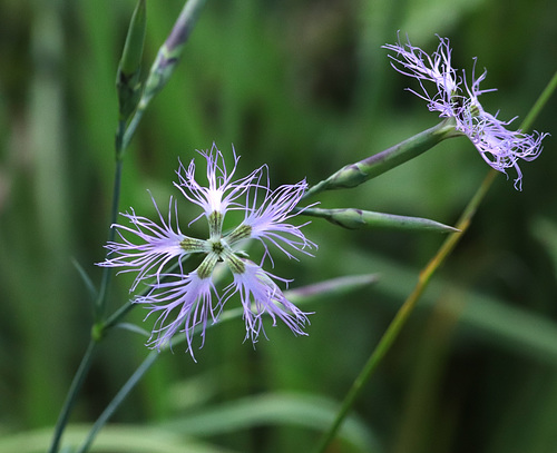 Œillet superbe (Dianthus superbus)