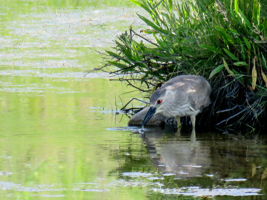 Black-crowned Night-Heron