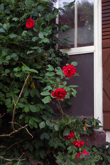 Climbing Roses