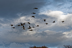 Geese incoming to Burton Mere