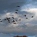Geese incoming to Burton Mere