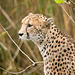 Cheetah posing (3)