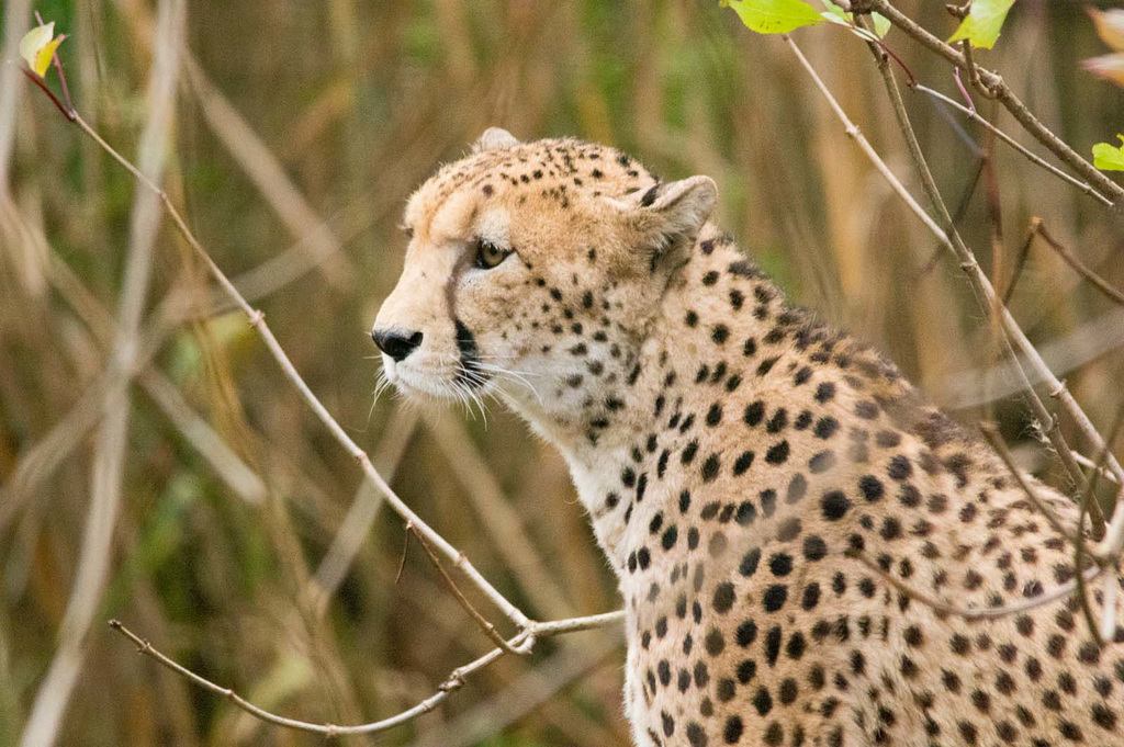 Cheetah posing (3)