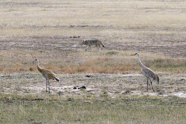 Coyote and Sandhill Cranes