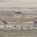 Coyote and Sandhill Cranes