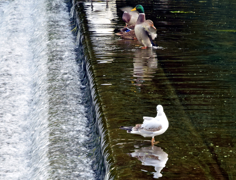 River Stour ~ Blandford Forum.