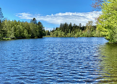 Der Waldsee (Moorsee) im Allgäu