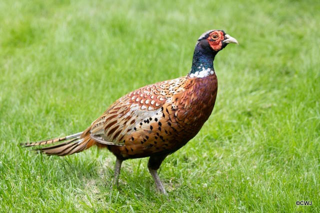 Young Cock Pheasant