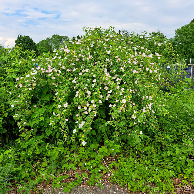 Hundsrose (Rosa canina)