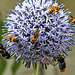 20230719_2368CPw [D~LIP] Kugeldistel, Helle Erdhummel (Bombus lucorum), Honigbiene, Gelbbindige Furchenbiene (Halictus scabiosae), Steinhummel (Bombus lapidarius), Bad Salzuflen