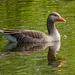 Greylag goose