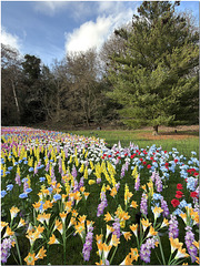 Kenwood Flower Garden