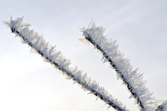 Hoar Frost 2014