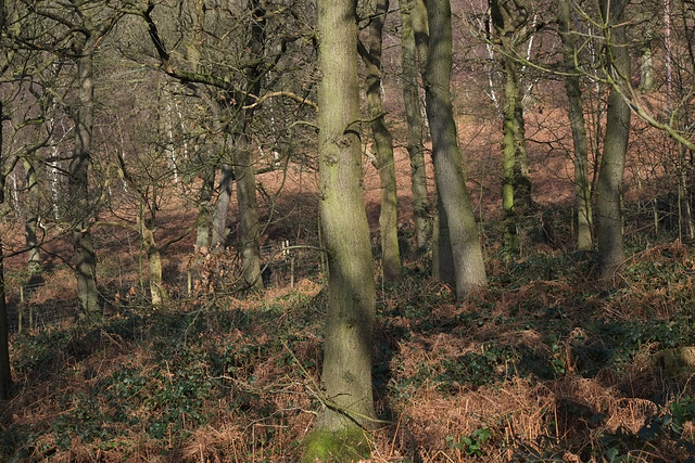 Shire Hill Wood