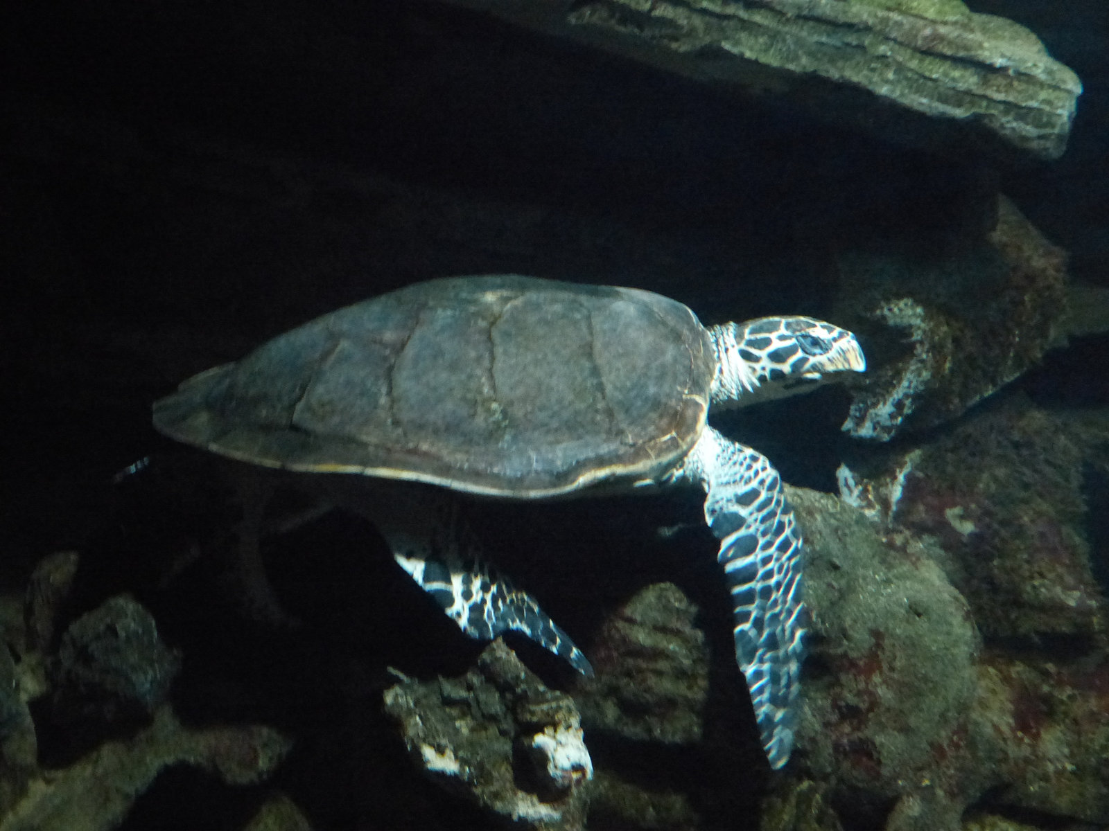 National Aquarium of New Zealand (7) - 26 February 2015