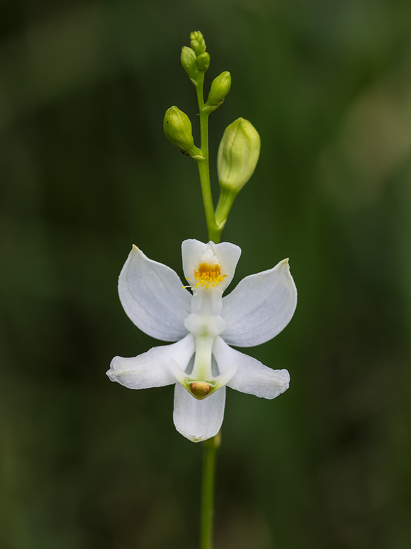 Calopogon pallidus (Pale Grass-pink orchid)