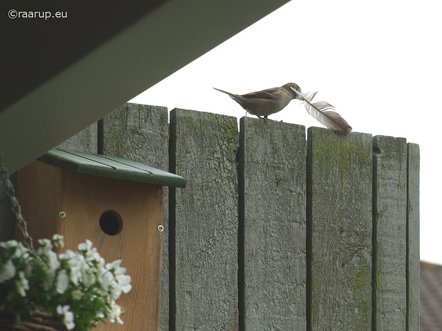 The sparrow chicks, 1