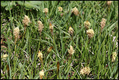 Carex caryophylla - praecox (2)